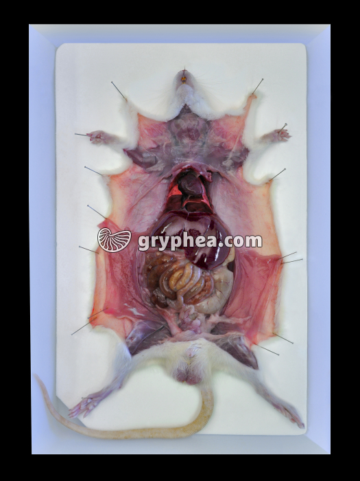 Rat - dissection de l'appareil digestif - gryphea.com